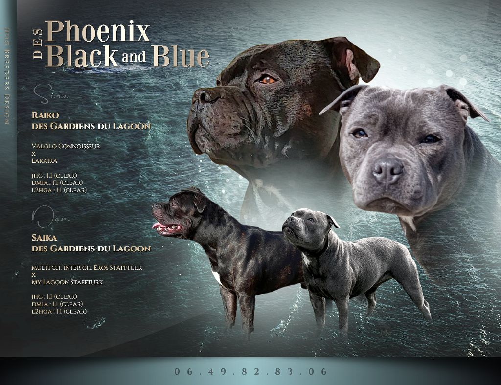 chiot Staffordshire Bull Terrier Des Phoenix Black And Blue