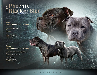 Des Phoenix Black And Blue - Staffordshire Bull Terrier - Portée née le 18/05/2023